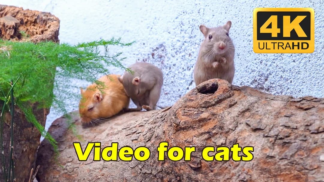 Cat TV: Tiny Mice Non-Stop Running in Sandy & Wood Holes with Birds Sounds - 3 Hours 4K UHD