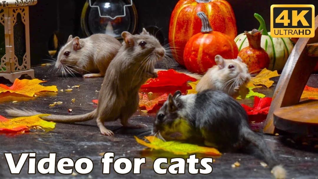 Cat TV: Tiny Mice on a Leafy Hide & Seek Adventure - 3 Hours 4K UHD | Catflix