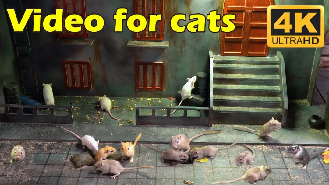 Cat TV: Hide & Seek with Tiny Mice in Stunning 4K UHD - 3 Hours of Catflix