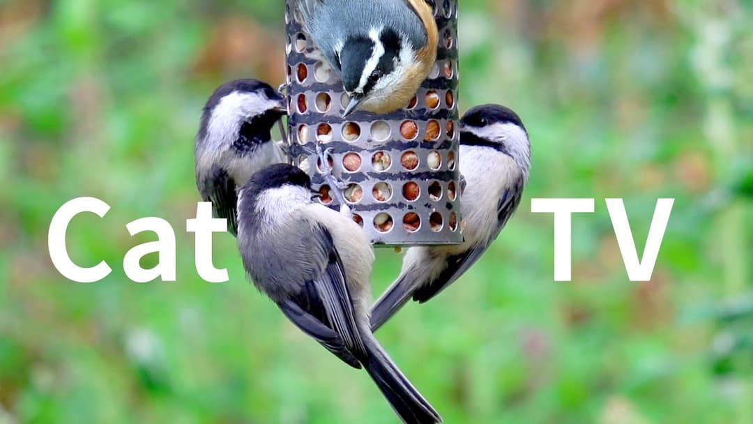 New Cat TV 8 Hours: Beautiful Birds, Squirrels for Cats to Watch, Relax Your Pets, Nature Sounds.