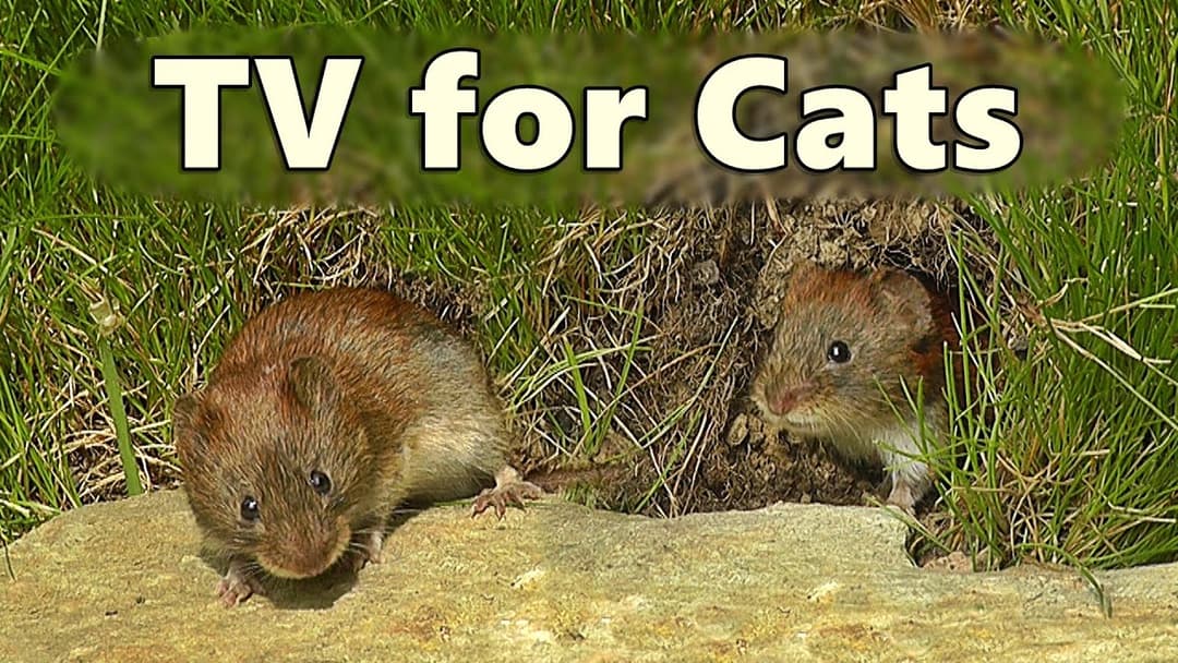 Cat TV ~ Mice and Birds Bonanza ⭐ 8 Hour Videos for Cats to Watch ⭐