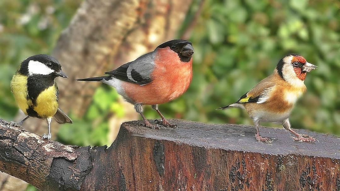 Relaxing TV for Dogs : Garden Birds in The Gentle Rain ✅