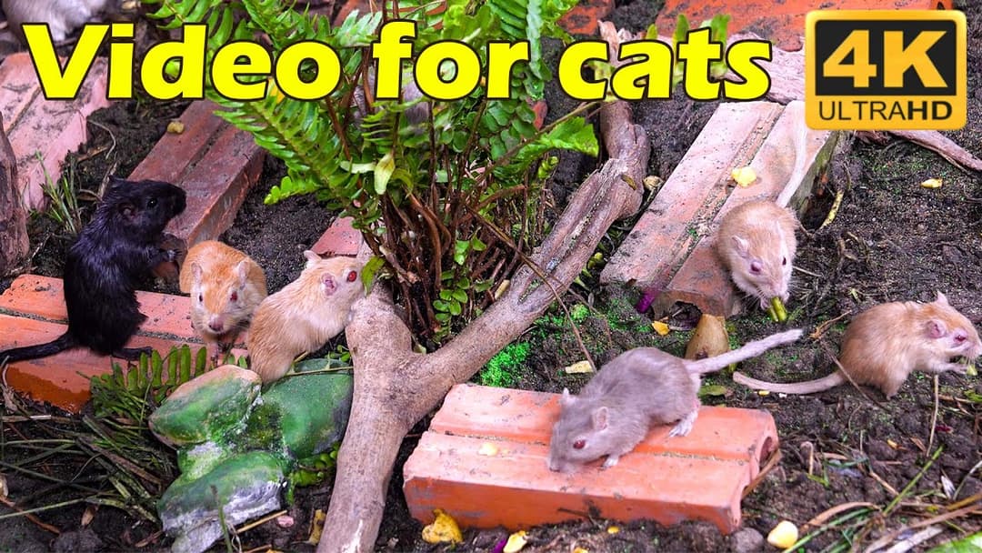 Cat TV: The Best Hide & Seek Mice Challenge | Hours of Feline Fun in 4K UHD | Catflix