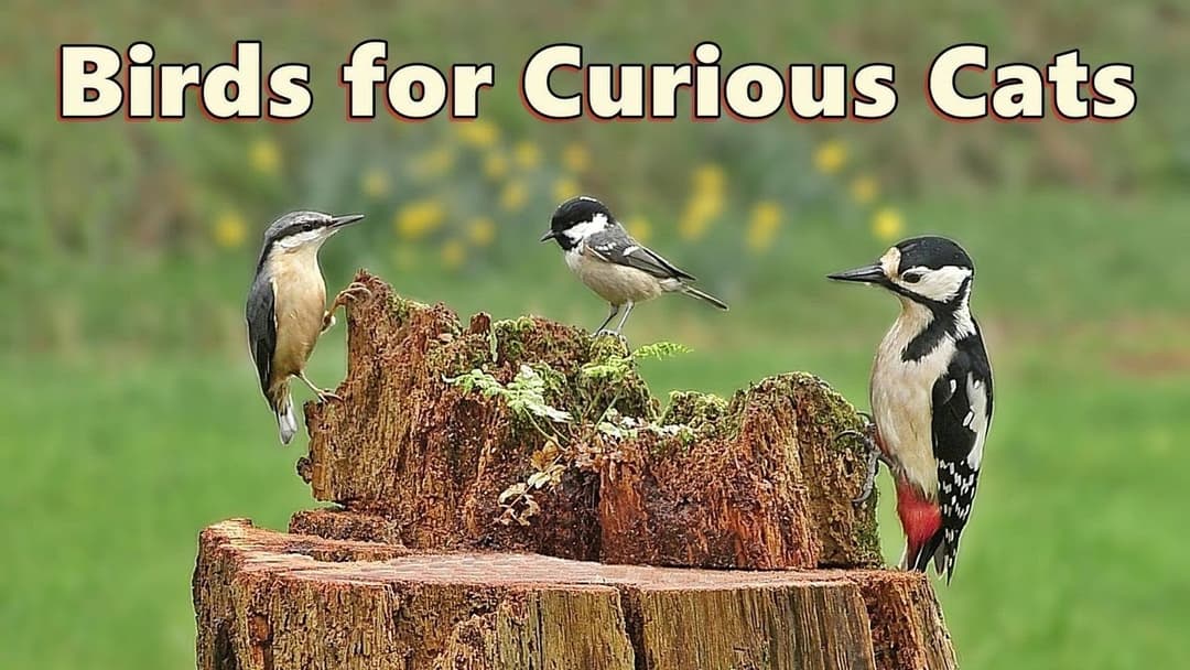 Cat TV : Birds to Entertain Curious Cats