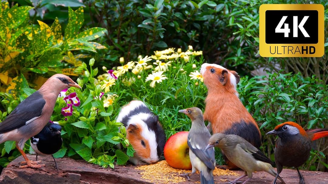 Cat TV 😺 Playful Birds and Squirrels on the Grass 🐦 Bird Videos for Cats in 4K HDR 60FPS