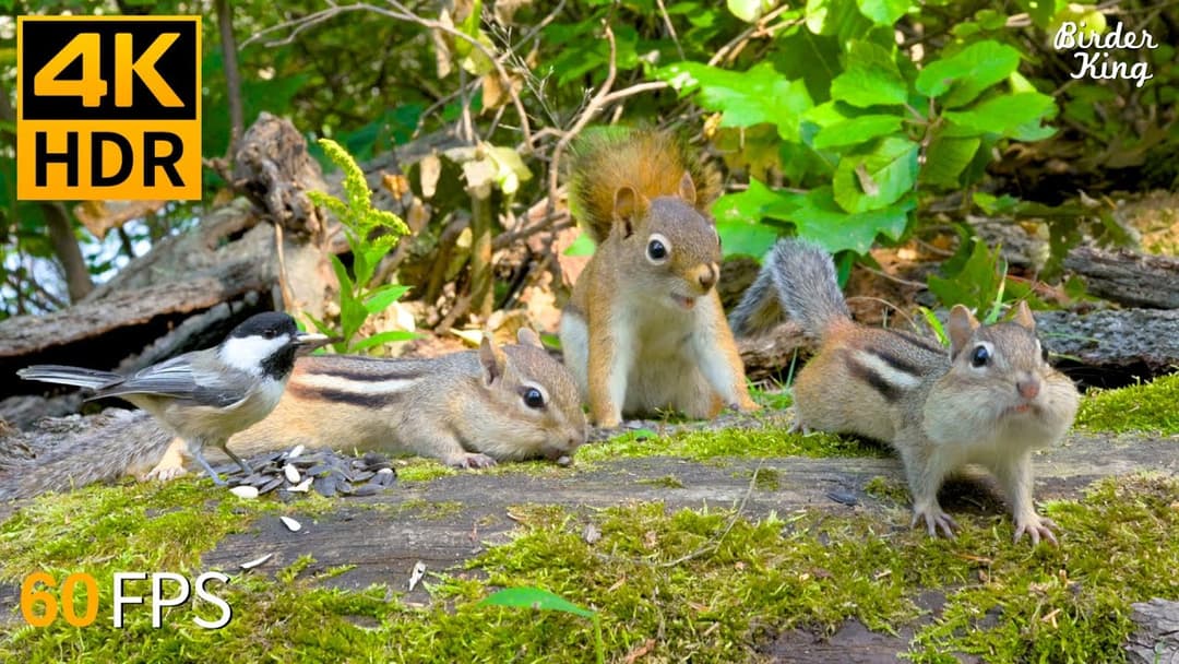 Cat TV for Cats to Watch 😺 Summer Fun with Chipmunks, Squirrels and Birds 🐿 Cat Games 4K HDR