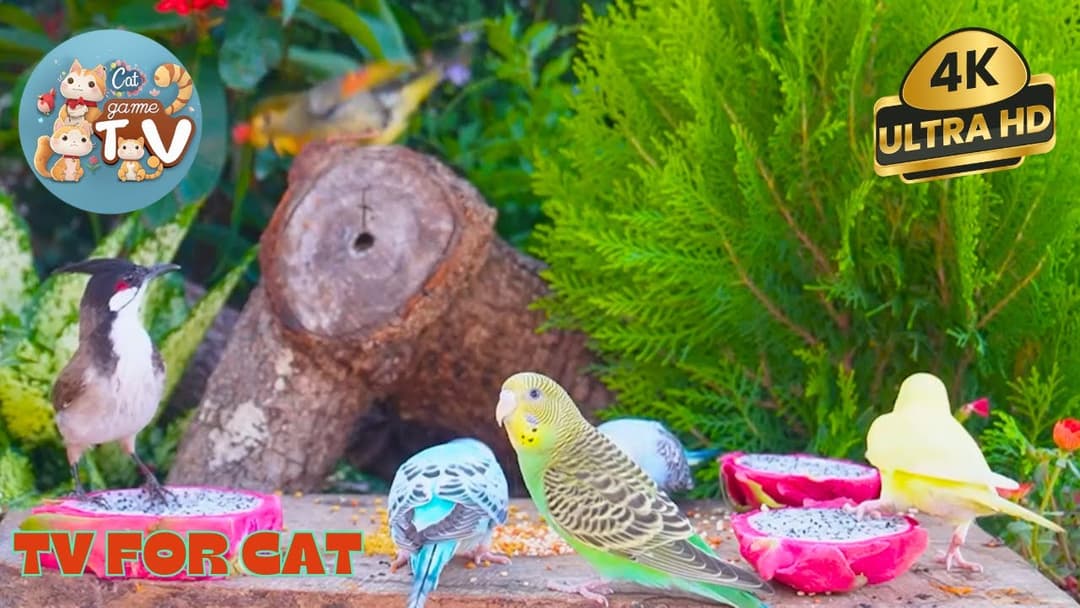 🔴😺Birds, Brown Squirres & Cute Chipmunks Sharing Seeds 🦜! Live 12 Hour Cat TV Videos | 4K HDR