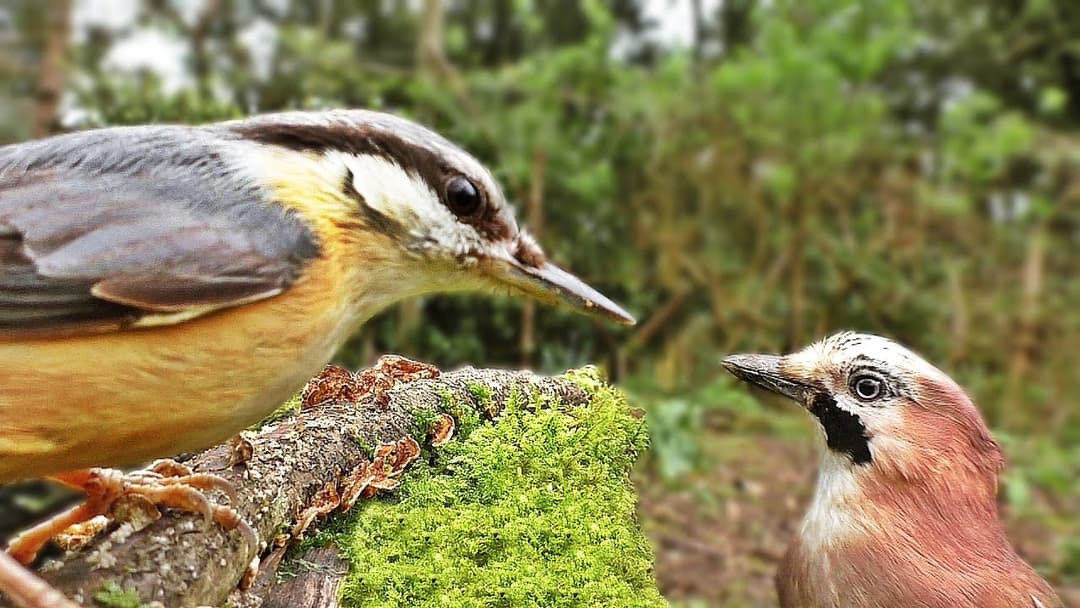 Bird Sounds : Birds Chirping and Wings Fluttering in The Forest Garden