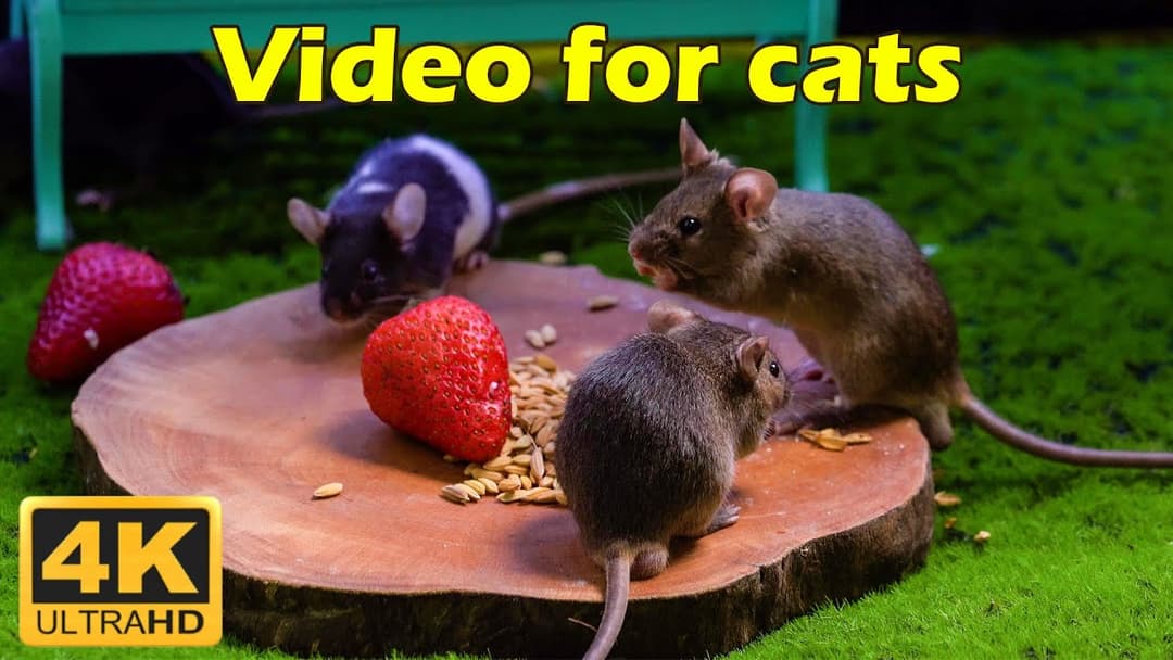 Cat TV: Mouse Adventures in 4K UHD – 3 Hours of Hide & Seek Fun | Catflix