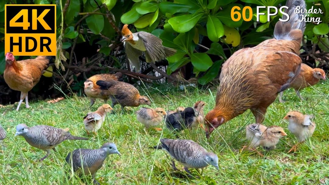 Cat TV for Cats to Watch 😺 Cute Baby Chicks 🐥 Birds Squirrels 🐿 8 Hours 4K HDR 60FPS