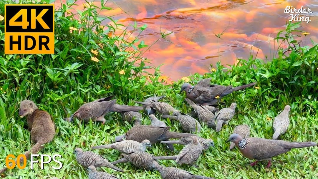 Cat TV for Cats to Watch 😺 Cute Birds Fish and Ducks 🐿 4K HDR 60FPS