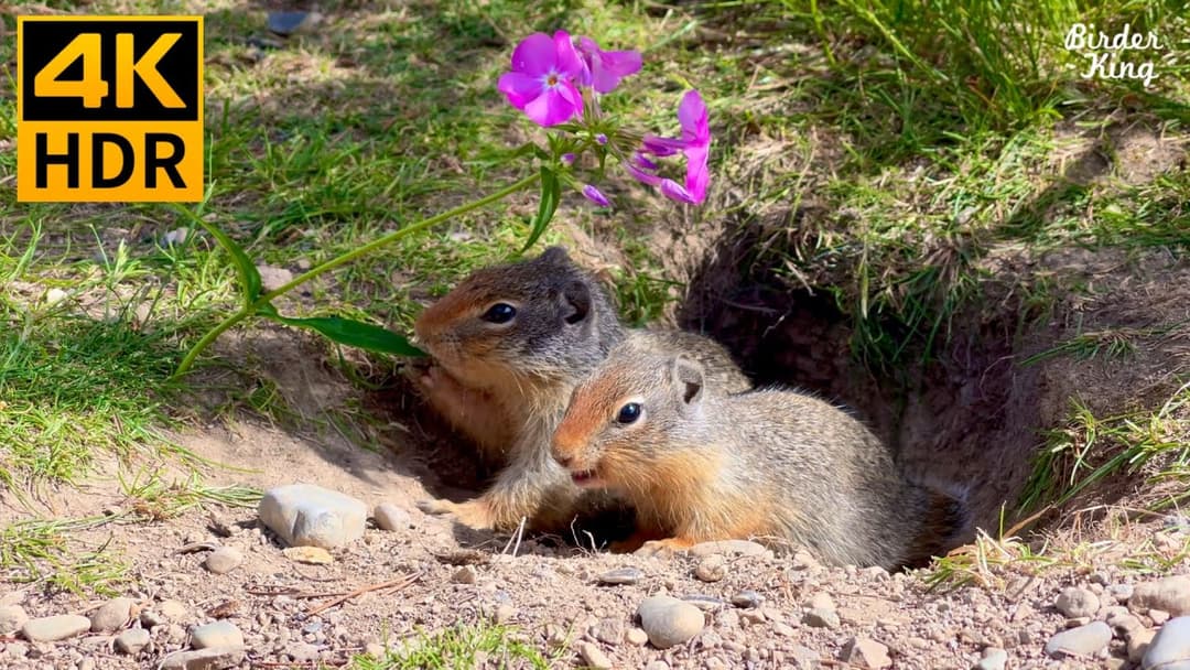 Cat TV for Cats to Watch 😺 Are squirrels attracted to flowers? 🐦 Cute birds 🐿 8 Hours(4K HDR)