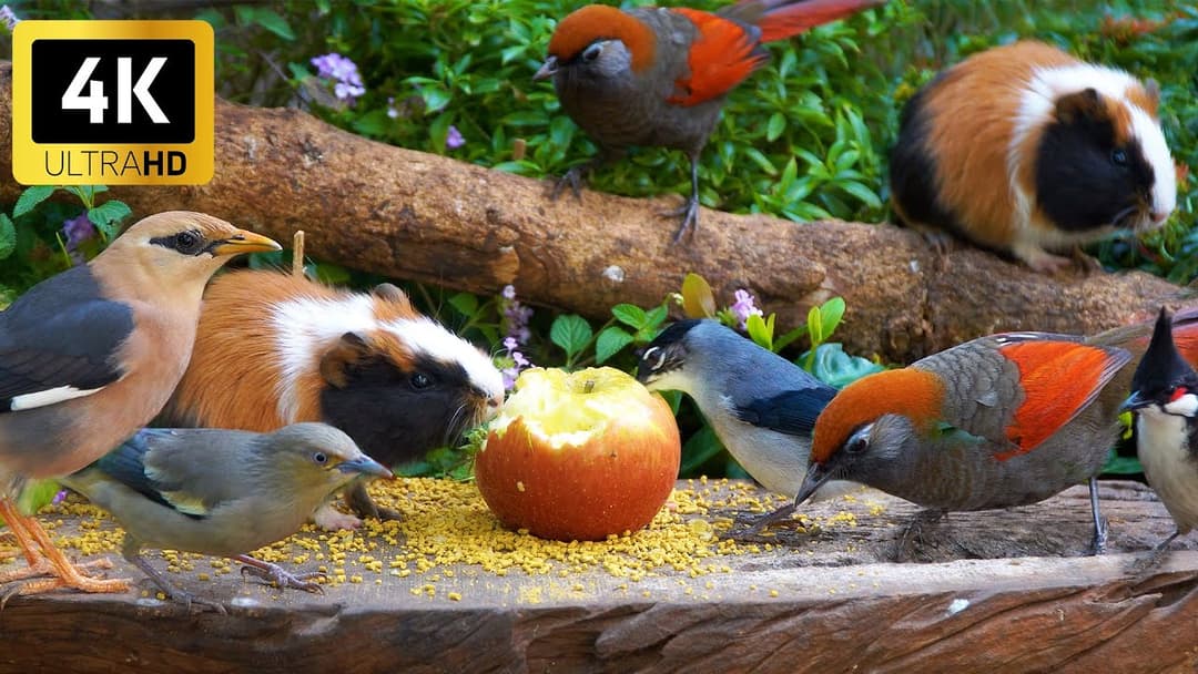 Calming Cat TV for Cats 😸 Squirrels & Birds Enjoy a Hidden Garden Treat 🐦🐿️ 4K HDR