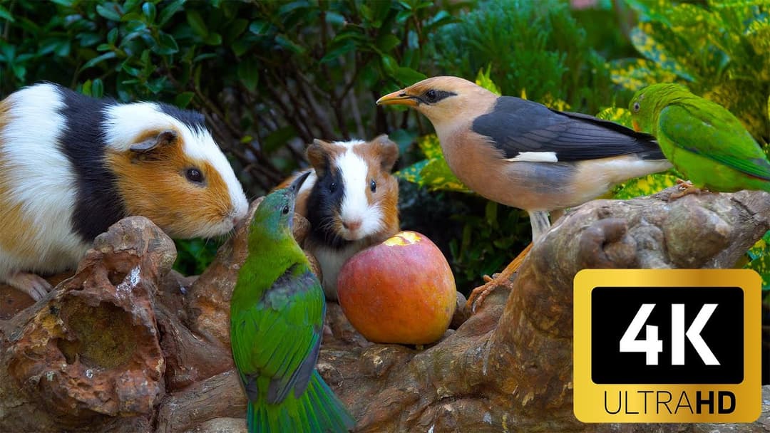 Cat TV 😺 Birds & Squirrels Quarrel Over Food 🐦🐿️ Entertaining 4K HDR for Cats