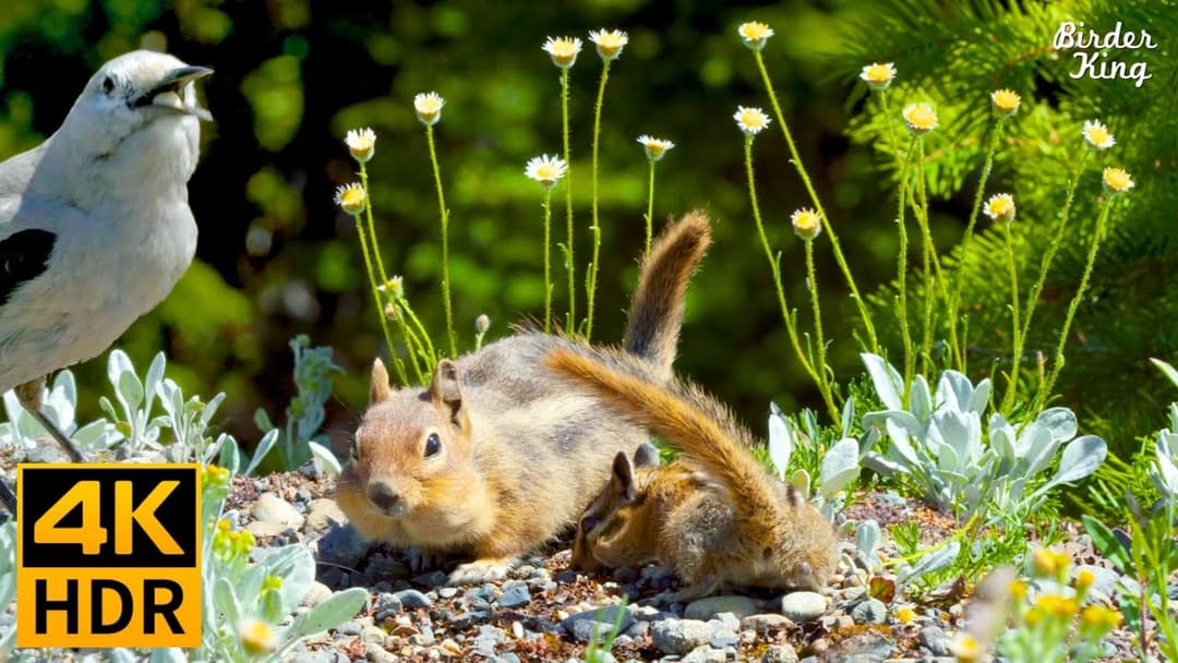 Cat TV for Cats to Watch 😺 Playful Squirrels and Birds, Vibrant Wildflowers 🐦🐿🌺 8 Hours(4K HDR)