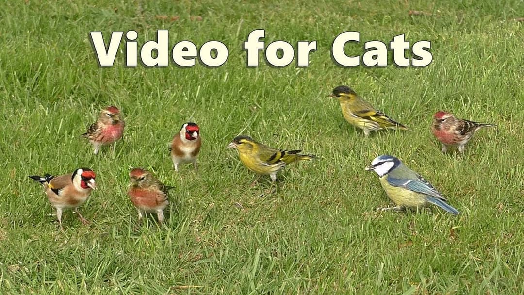 ASMR for Cats - Bird Sounds Relaxation