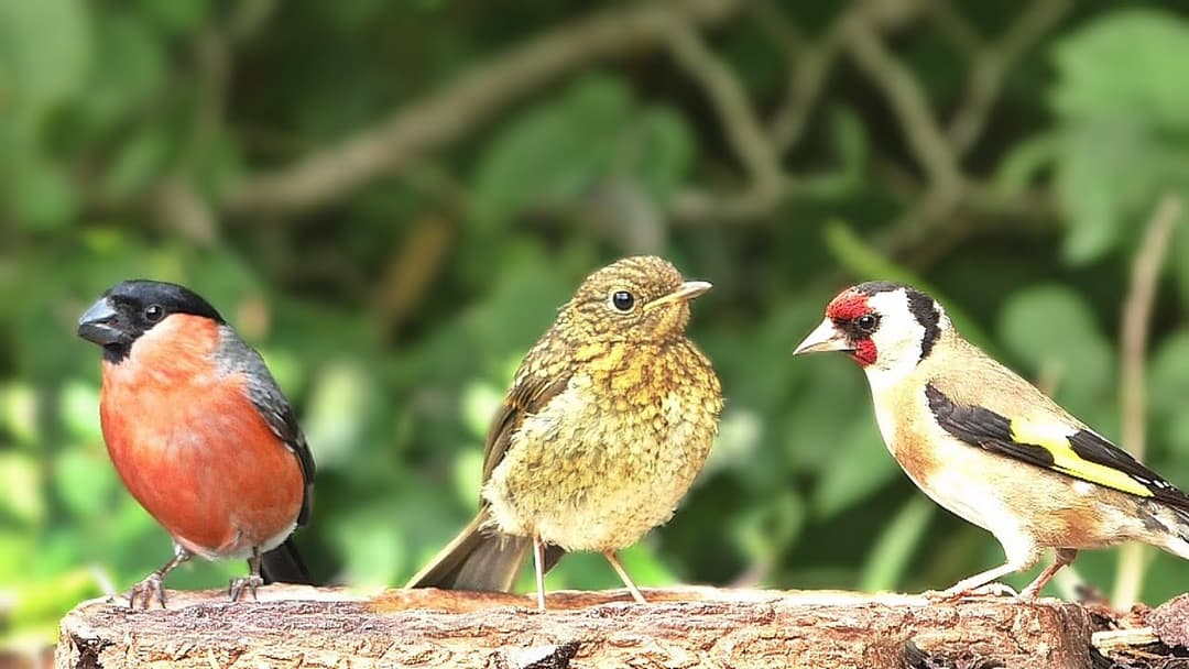 Birds of Many Colours : Video for People and Cats to Watch