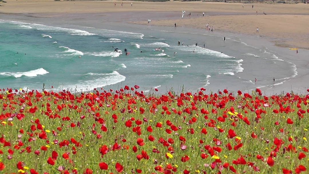 Skylark Bird Song and Nature Sounds - Birds Singing Over The Poppy Fields of Cornwall HD