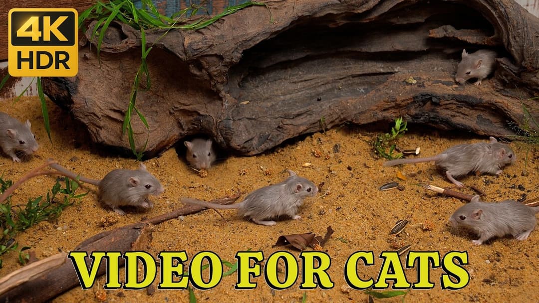 4K HDR Mice Playtime for Cats: Hide & Seek Sand Sprint – Tiny Mice Cross the Dunes in 4K