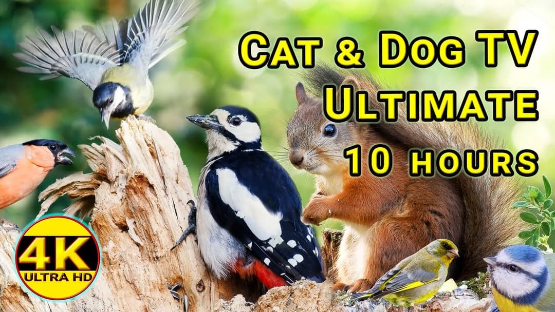 Ultimate Cat & Dog TV 🌟 10 HOURS 🌟 Birds And Squirrels Mania 4K UHD | No mid-roll ads