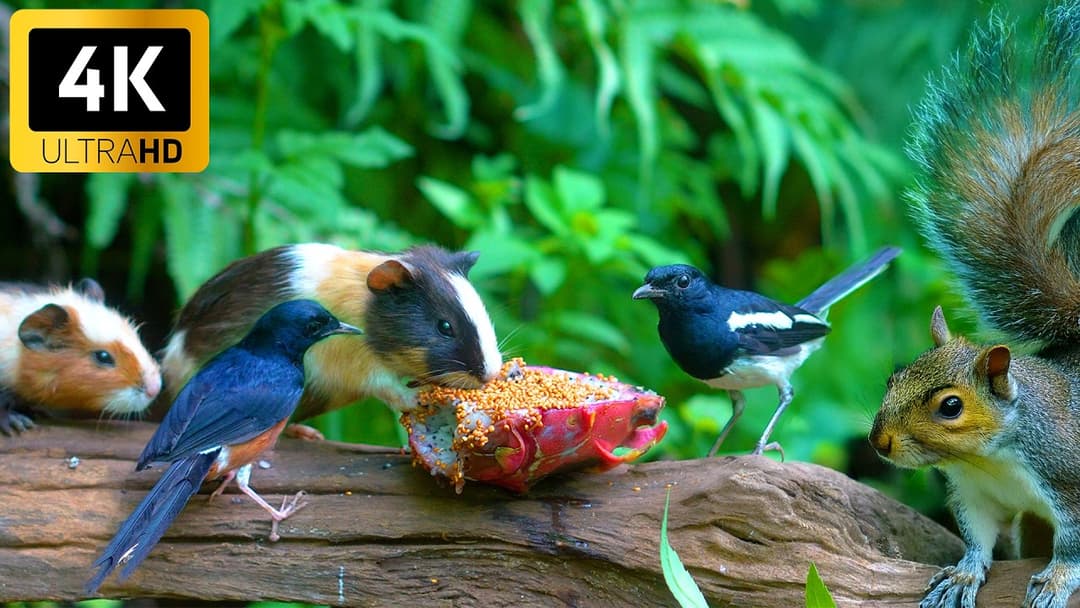 [No Ad Interruptions] Cat TV 😺 Bouncy Birds & Squirrels Hide and Seek 🌸🐿️ Cat Games 4K HDR 60FPS