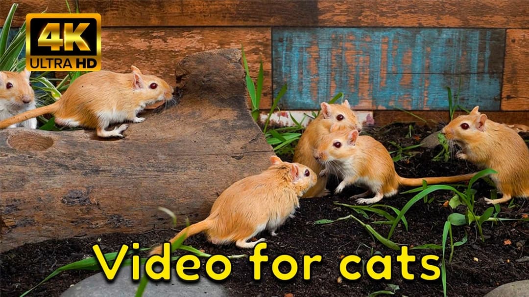 4K Mice Hide & Seek in Log Holes  – 3-Hour Cat TV for Cats