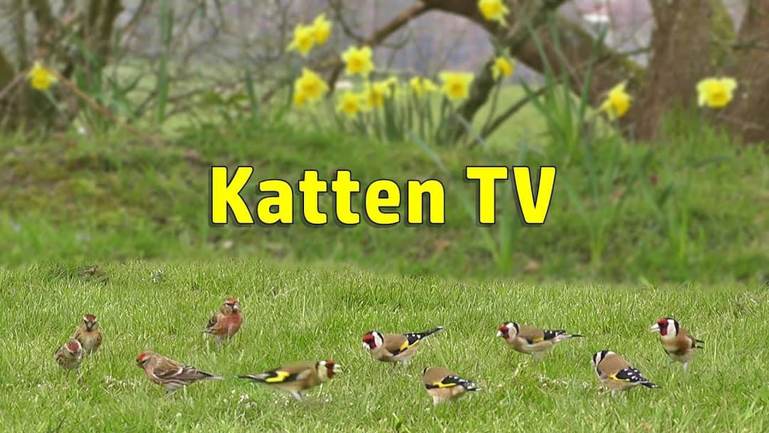 Katten TV - Videos voor katten om vogels te kijken