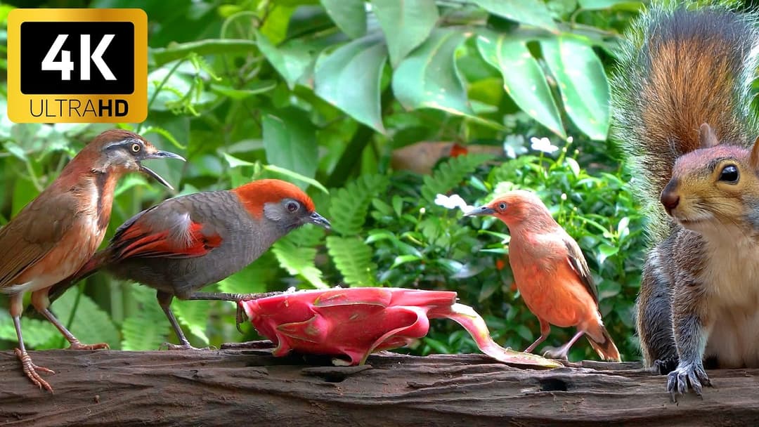 [No Ad Interruptions] Cat TV 😺 Beautiful Birds Squirrels in the Forest 🐿️ 4 Hours videos for cats 4K