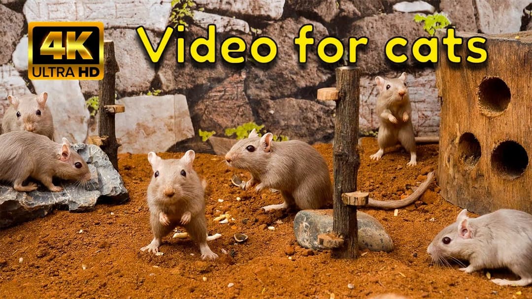 A Thrilling Hide & Seek for Cats | Gerbil Guards & A Log Fortress 4K