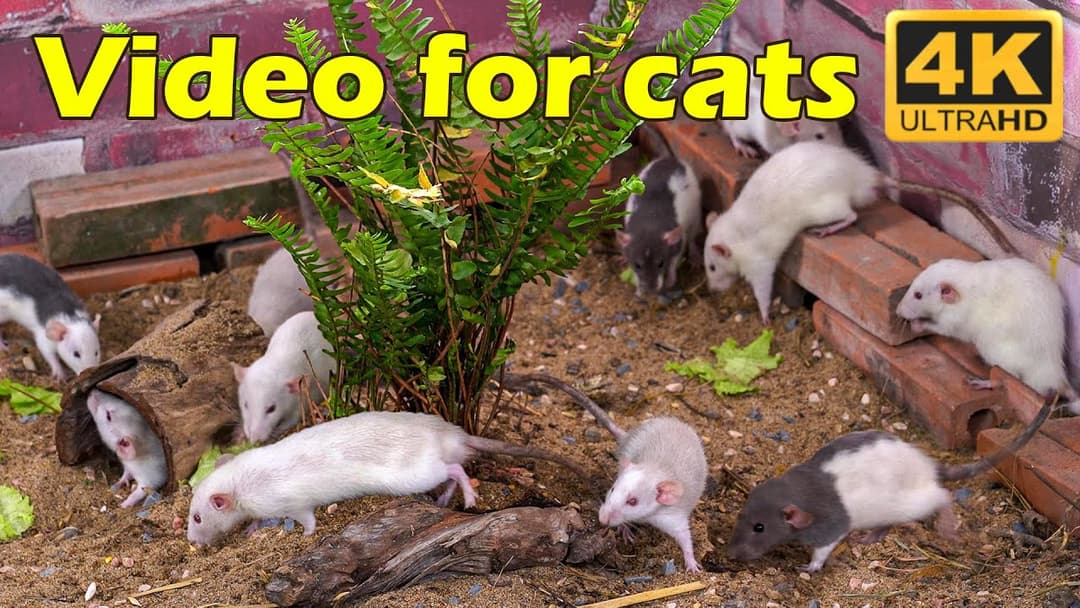 Cat TV: Cats Playing Hide & Seek with Mice – Adorable Moments in 4K! | Catflix