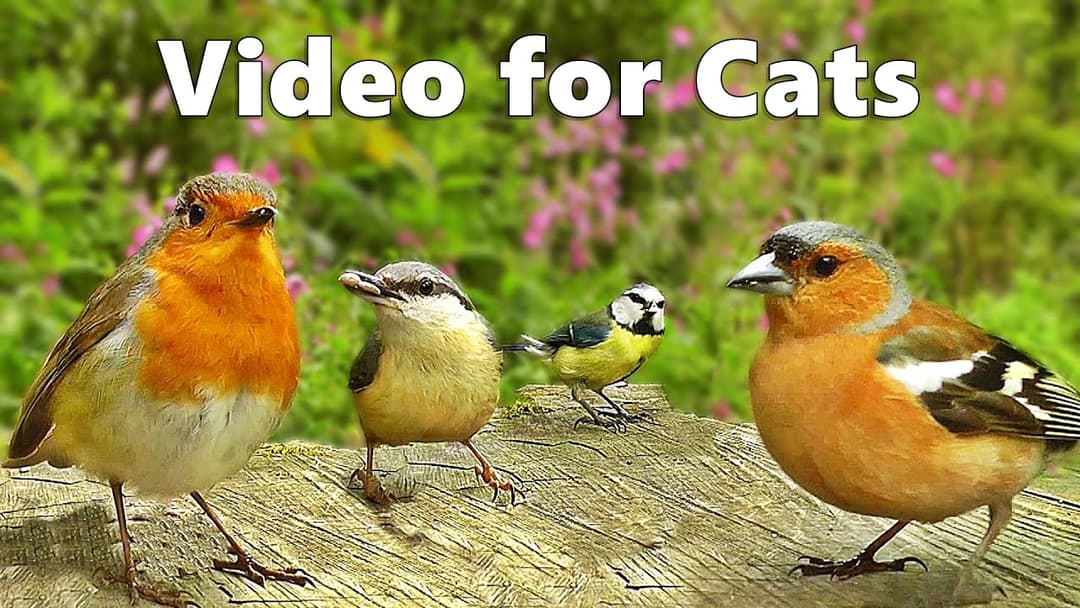 Relaxing Videos for Cats to Watch : Bird Song in Springtime Extravaganza Cat Videos