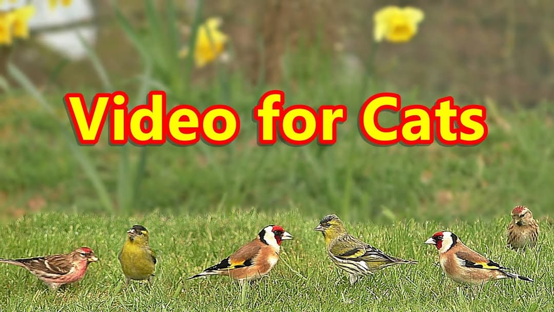 Videos for Cats : Birds Galore - 8 HOURS