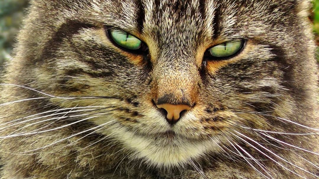 Cat For Cats To Watch - Nemesis - The Ultimate Alley Cat
