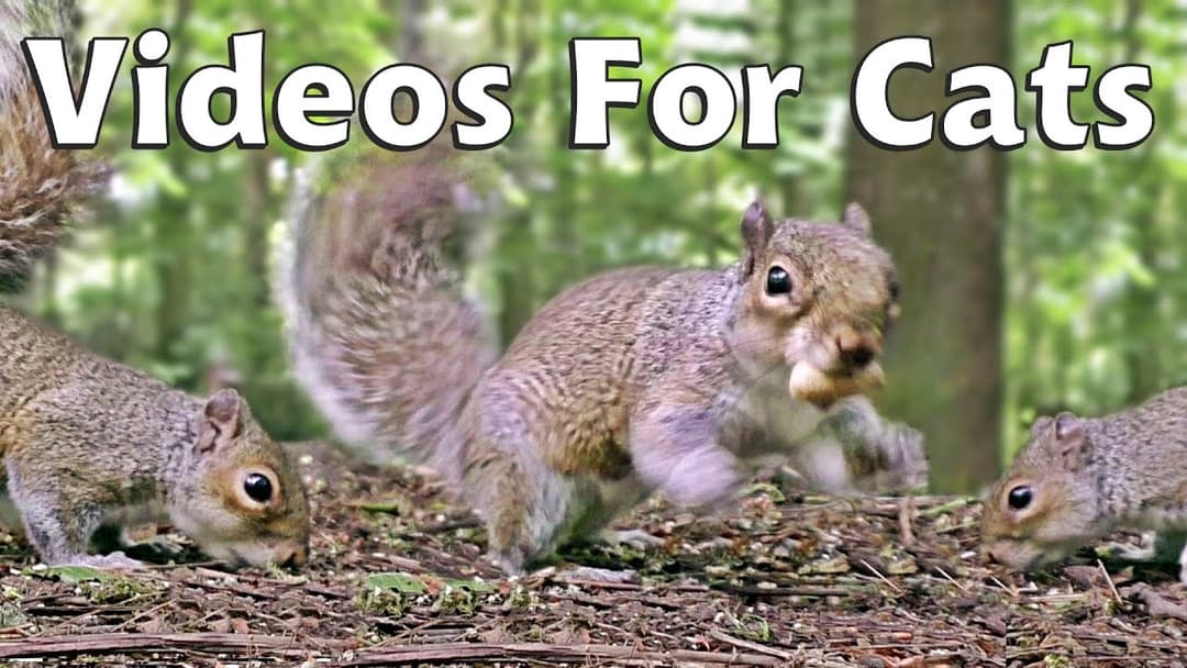 Videos & Movies for Cats to Watch Squirrels - Squirrel World