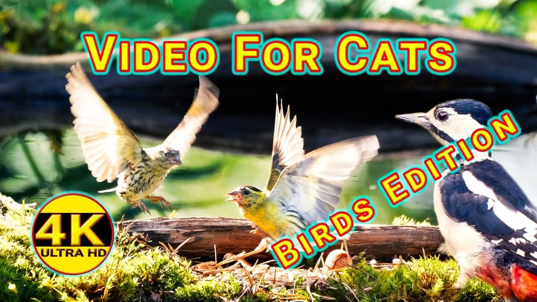 Video for Cats - Birds Edition - 4K