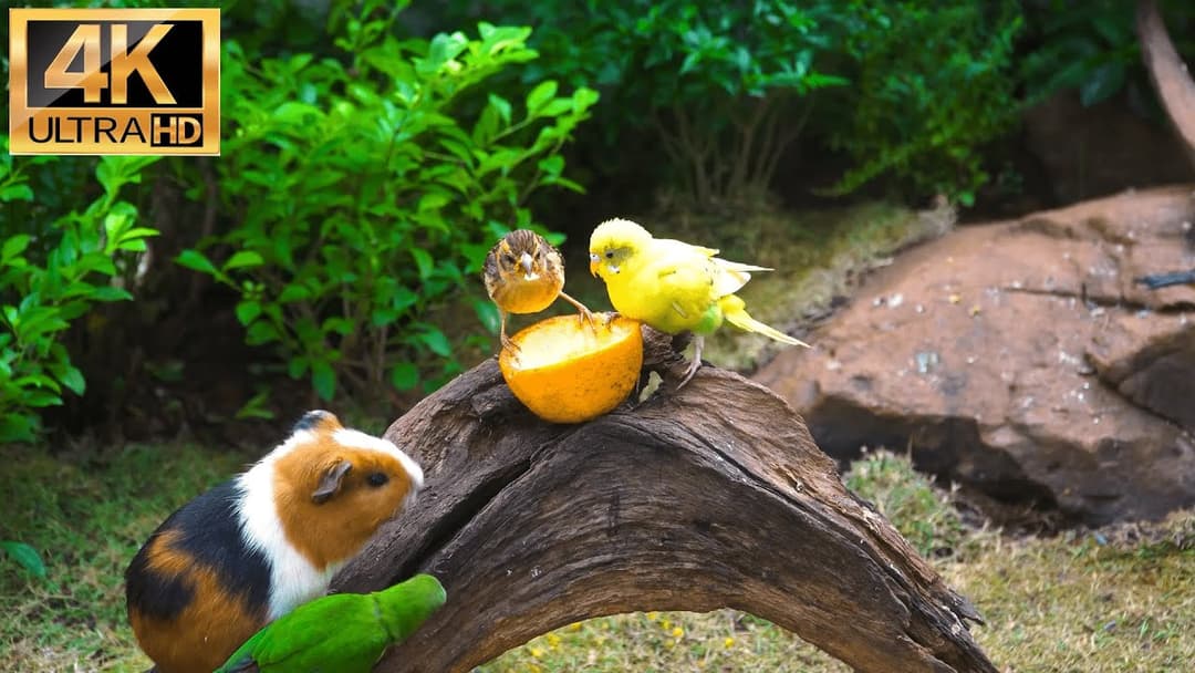 Ad-free 10-Hr Cat & Dog TV | Birds & Mice for Pet Entertainment 🐶😺📺Cute Little Birds Mice 4K 60 FPS