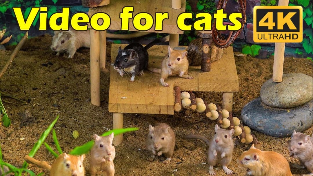 Cat TV: Tiny Mice Chase & Hide Marathon – Hours of Non-Stop Feline Joy | Catflix