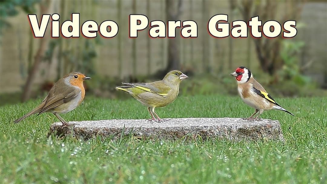 Videos Para Gatos - Hermoso pajaros para gatos