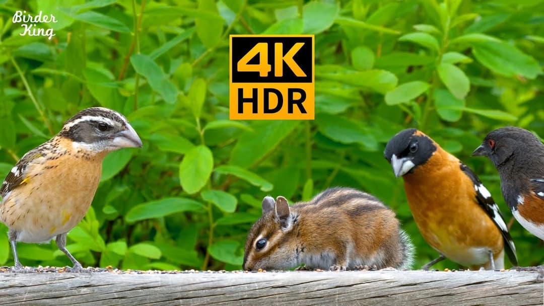 Cat TV for Cats to Watch😺8 Hours🐦Summer Birds, Chipmunks, and Squirrels(4K HDR)