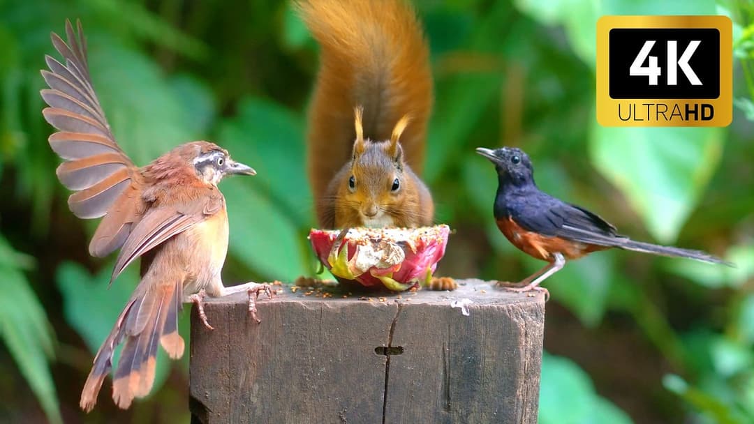Cat TV NO ADS for Cats to Watch 😻 Happy Birds and Squirrels Bouncing on the Wood ☃️4 hours 4K HDR