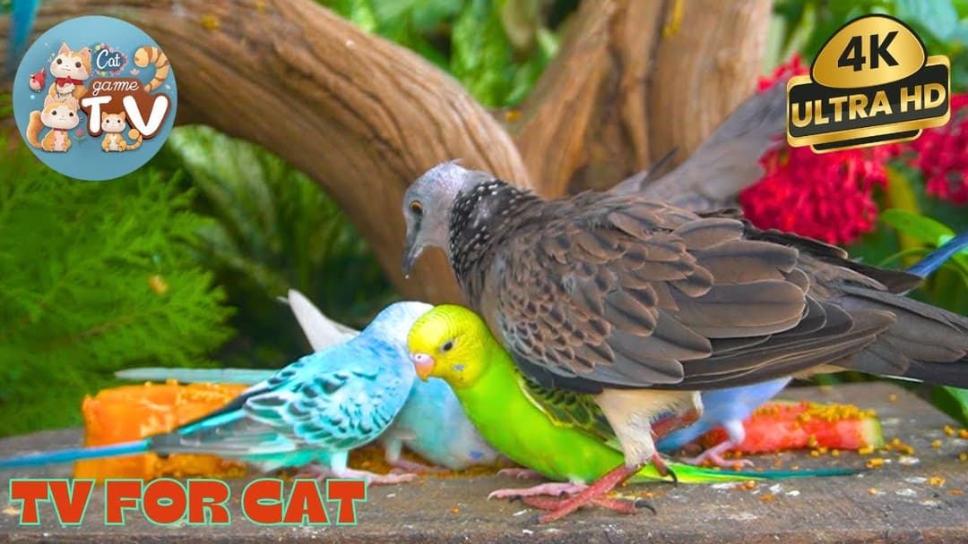 🔴😺Black Squirrels, Chipmunks & Friends in the Forest  🦜! Live 12 Hour Cat TV Videos | 4K HDR ULTRA