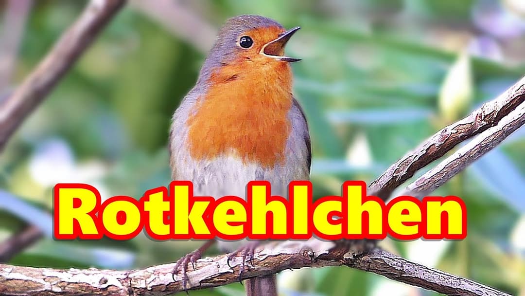 Rotkehlchen Singen : Schöne Vögel und Vogelgesang ~ Vögel von Deutschland