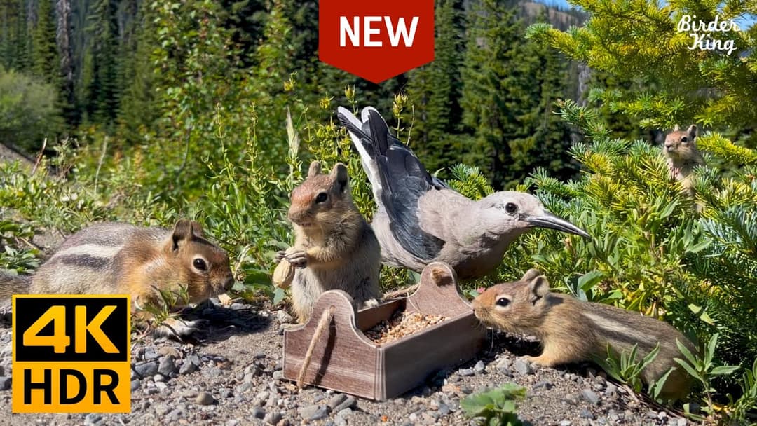 Cat and Dog TV 🐱 🐶 Mountain Birds, Chipmunks and Squirrels 📺 [New Version] (4K HDR)