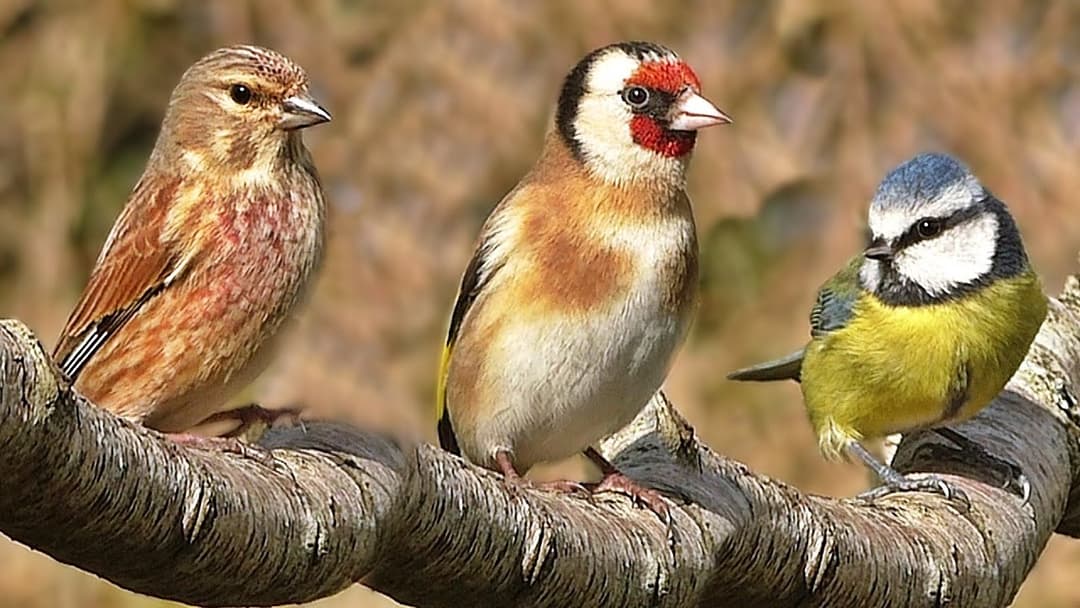 Bird Song in April : Tranquil Bird Sounds and BeautIful Video