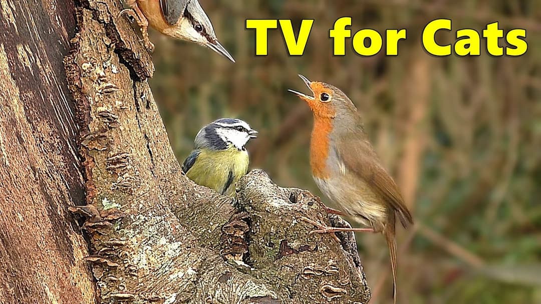 Cat TV ~ Birds for Cats to Watch in A Woodland Paradise ⭐ 8 HOURS ⭐