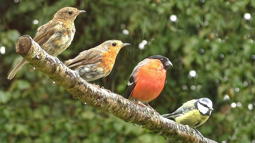Calming TV for Cats : The Ultimate Cat Relaxation Video - Garden Birds in The Rain