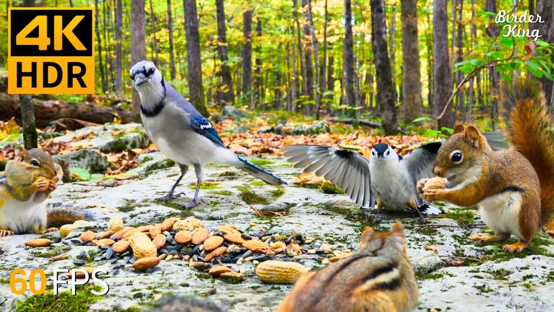 Cat TV for Cats to Watch 😺🐦 Fall Fun of Chipmunks, Birds, Squirrels 🐿 4K HDR 60FPS