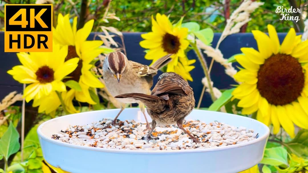 Cat TV for Cats to Watch 😺🐦 Garden birds, squirrels, sunflowers 🌻 8 Hours(4K HDR)