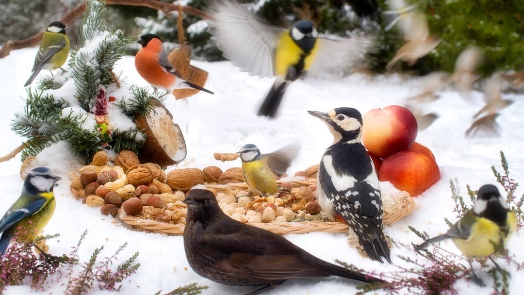 Cat TV: BIRDS for Cats to watch 😺 Non-Stop Cutest Birds with sounds of wings (Re-Live)