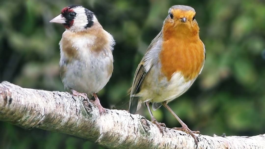 Song Birds in The Garden on A Sunny Day - Slow Motion